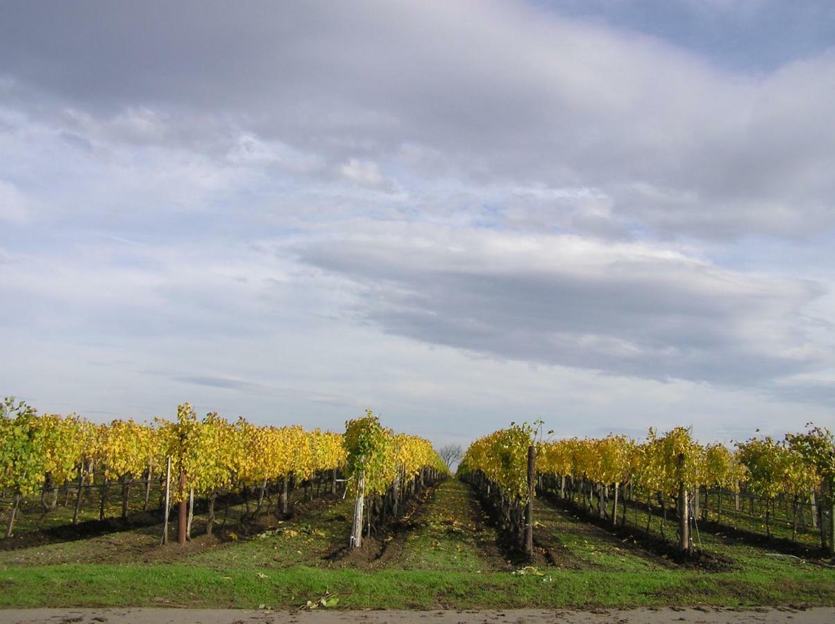 Bed and Breakfast Weingut Gastehaus Palkowitsch Illmitz Exterior foto